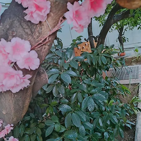 Suite Capurso Bari - Jacuzzi Privata &Giardino 卡普尔索